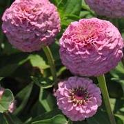 Zinnia elegans Oklahoma series