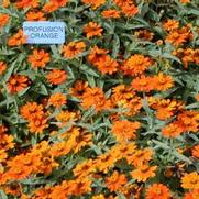 Zinnia hybrid Profusion Orange