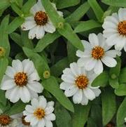 Zinnia hybrid Profusion White