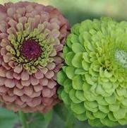 Zinnia elegans Queen series