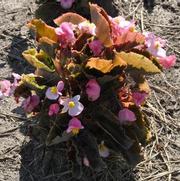 Begonia semperflorens Cocktail Vodka