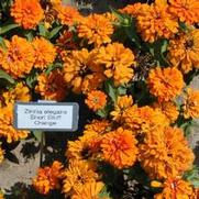 Zinnia elegans Short Stuff Orange