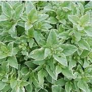 Ocimum citriodorum Pesto Perpetuo