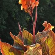 Canna Tropicanna®