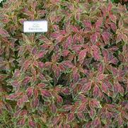 Solenostemon scutellarioides Aurora™ Black Cherry