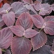 Solenostemon scutellarioides Dark Chocolate