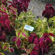 Solenostemon scutellarioides Rainbow Mix