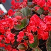 Begonia semperflorens Doublet Series