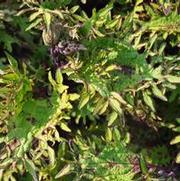 Solenostemon scutellarioides Under the Sea® Sea Anemone