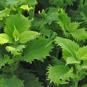 Solenostemon scutellarioides Wasabi