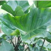 Colocasia esculenta Coffee Cups