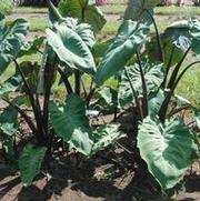 Colocasia esculenta Heart of the Jungle