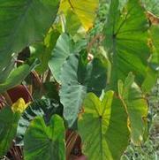 Colocasia esculenta Pink China