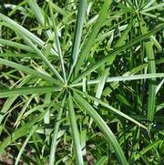 Cyperus involucratus Baby Tut®