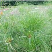 Cyperus papyrus King Tut®