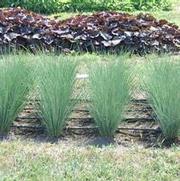 Juncus inflexus Blue Mohawk®