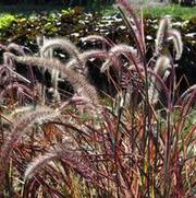 Pennisetum setaceum Fireworks