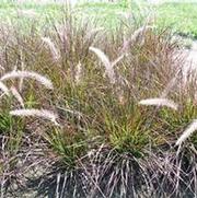 Pennisetum setaceum Red Riding Hood