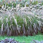 Pennisetum setaceum Rubrum