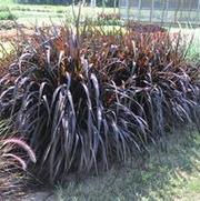 Pennisetum purpureum Vertigo®