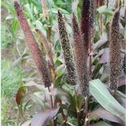 Pennisetum glaucom Jester