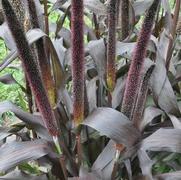 Pennisetum glaucom Purple Baron