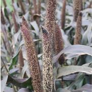 Pennisetum glaucom Purple Majesty