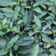 Capsicum annuum Black Olive