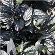 Capsicum annuum Black Pearl