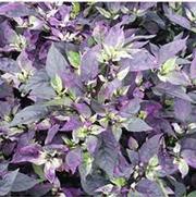 Capsicum annuum Purple Flash