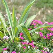 Calibrachoa Million Bells® Trailing Magenta