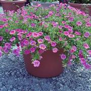 Calibrachoa Noa™ Mega Pink