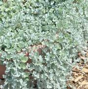 Dichondra argentea Silver Falls