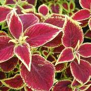 Solenostemon scutellarioides Wizard® Scarlet