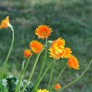 Gerbera hybrid Garoran