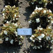 Begonia semperflorens Cocktail Whiskey