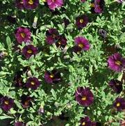 Calibrachoa Can-Can® Purple Star