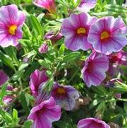 Calibrachoa Can-Can® Hot Pink Star