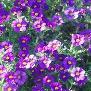 Calibrachoa Superbells® Blue