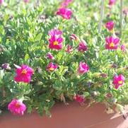 Calibrachoa Superbells® Cherry Red