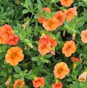 Calibrachoa Superbells® Dreamsicle