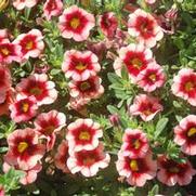 Calibrachoa Superbells® Coralberry Punch