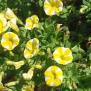 Calibrachoa Superbells® Lemon Slice