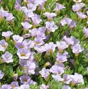 Calibrachoa Superbells® Miss Lilac