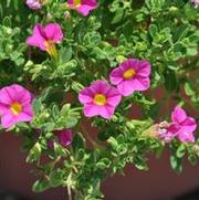 Calibrachoa Superbells® Pink