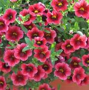 Calibrachoa Superbells® Pomegranate Punch