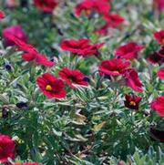 Calibrachoa Superbells® Red