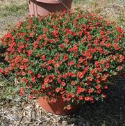 Calibrachoa Superbells® Scarlet