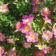 Calibrachoa Superbells® Sweet Tart