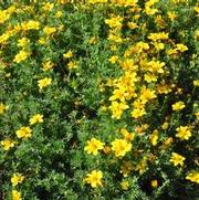 Bidens ferulifolia Goldilocks Rocks®